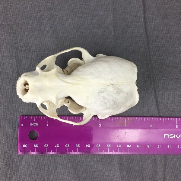 IMG_4008 Otter Skull