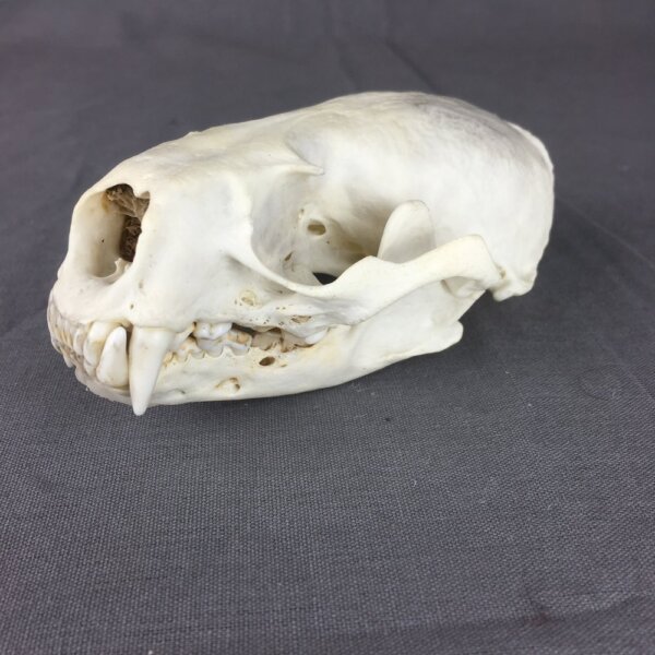 IMG_4011 Otter Skull