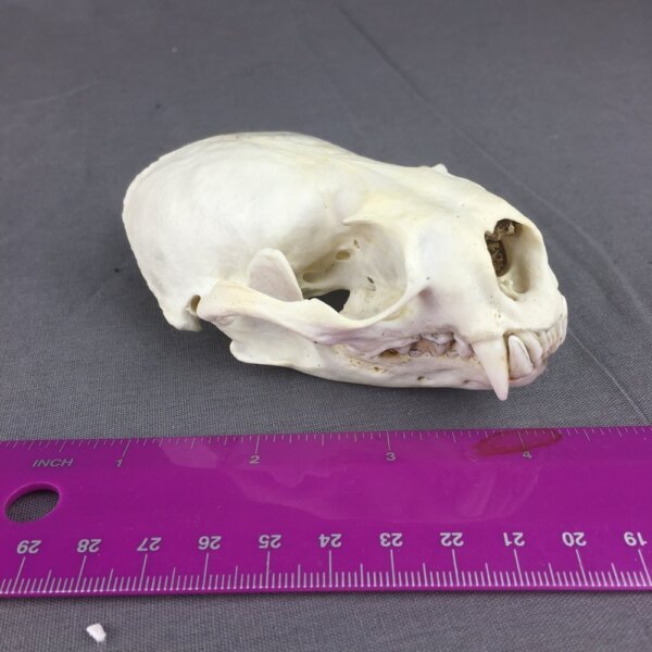 IMG_4020 Otter Skull