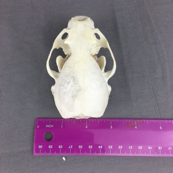 IMG_4021 Otter Skull