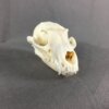 Grey Fox Skull