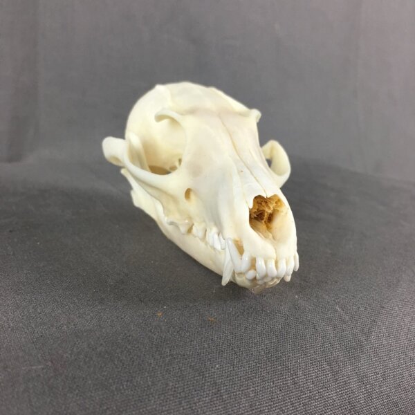 Grey Fox Skull