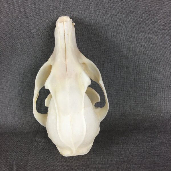 Grey Fox Skull