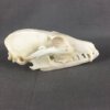 Grey Fox Skull