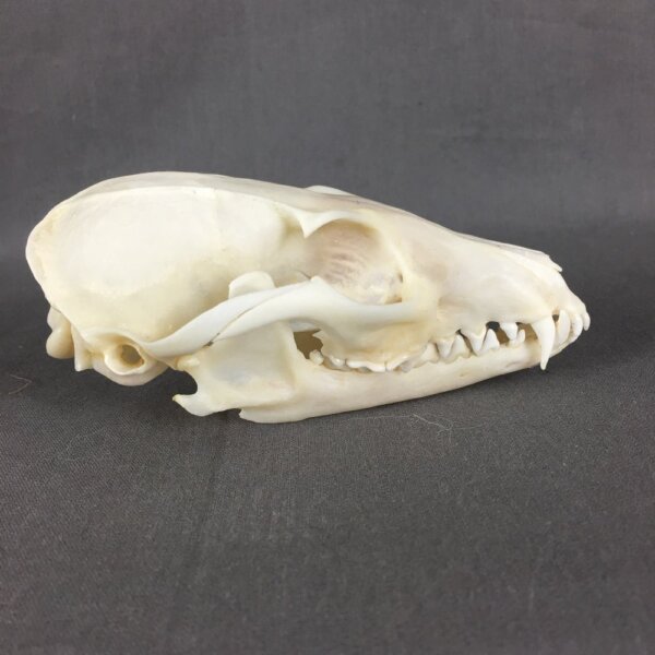 Grey Fox Skull