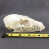 Grey Fox Skull