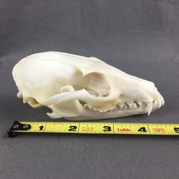 Grey Fox Skull