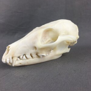 Grey Fox Skull