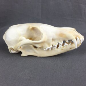 Red Fox Skull
