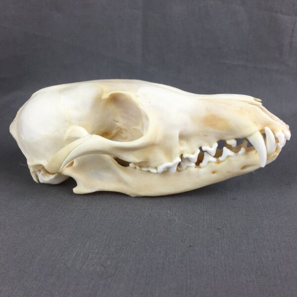 IMG_4246 Red Fox Skull