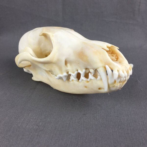 IMG_4247 Red Fox Skull