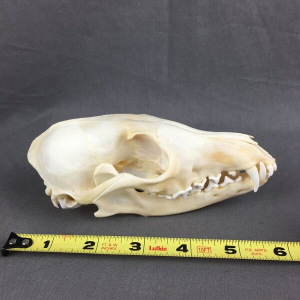 IMG_4248-DANIELBONYLAPTOP Red Fox Skull