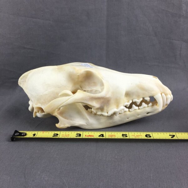 IMG_4249 coyote Skull