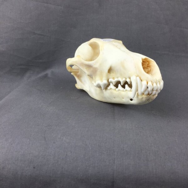 IMG_4250 coyote Skull