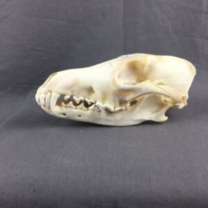 coyote Skull