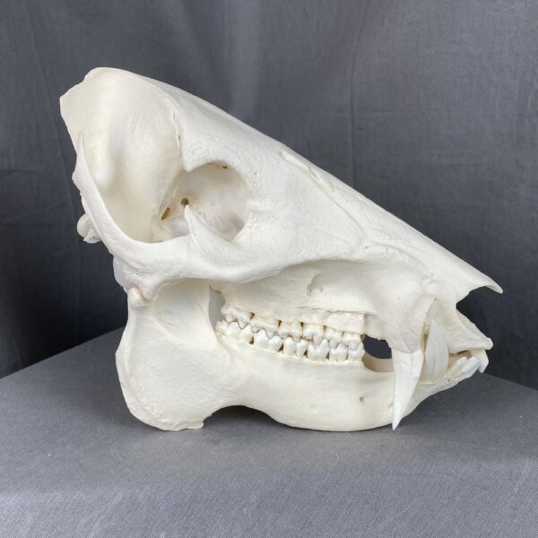 Javelina skull