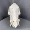 Javelina skull