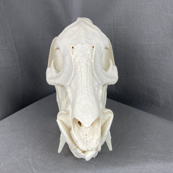 Javelina skull