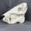Javelina skull