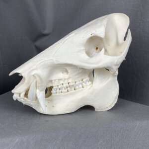 Javelina skull
