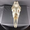 Moose skull