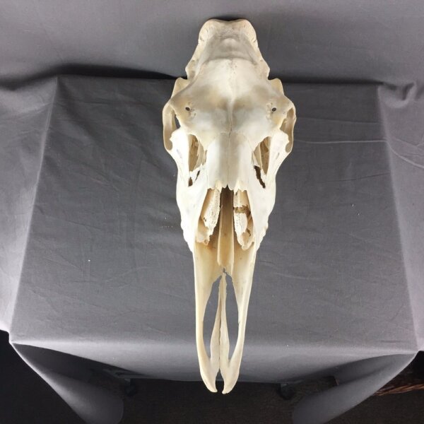 Moose skull