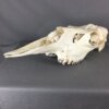 Moose skull