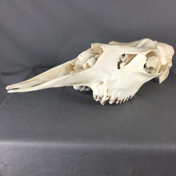 Moose skull