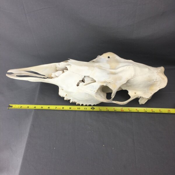 Moose skull