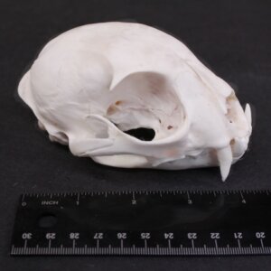 Lynx Skull
