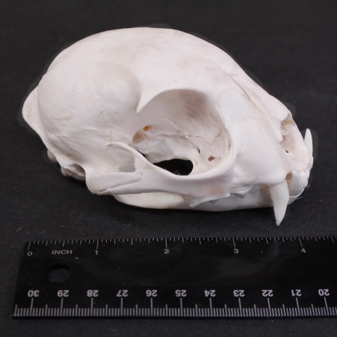 IMG_5185 Lynx Skull