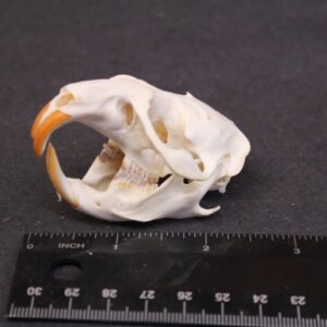Muskrat Skull