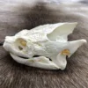 Snapping Turtle Skull