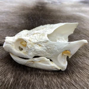 Snapping Turtle Skull