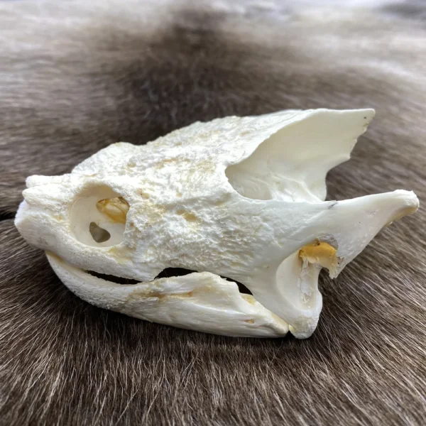 Snapping Turtle Skull