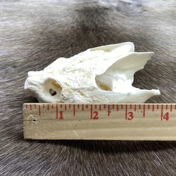 Snapping Turtle Skull