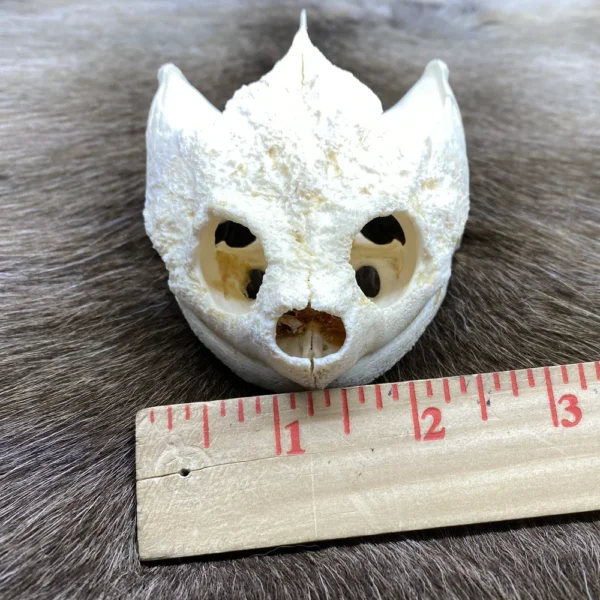 Snapping Turtle Skull