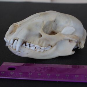 Raccoon Skull